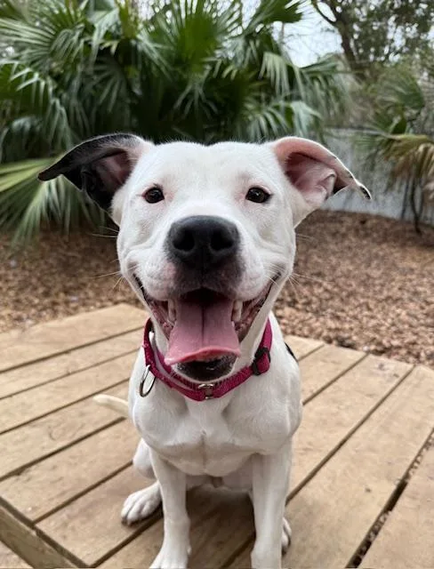 A young medium-sized female Mixed Breed dog named Aspen for adoption in Charleston, SC