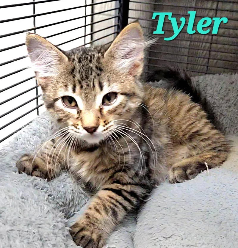 A baby medium-sized male Tabby (Gray / Blue / Silver) Tabby cat named Tyler for adoption in Macon, GA