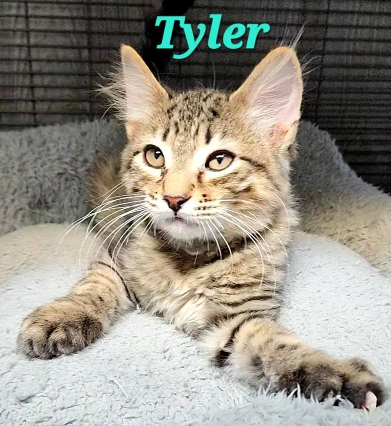 Tyler thumbnail 2