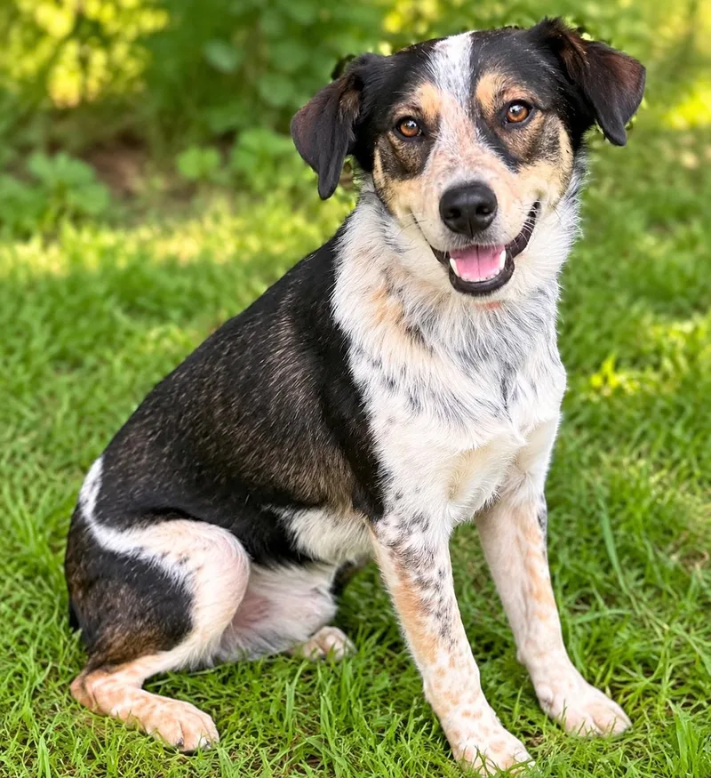A young medium-sized male Australian Shepherd dog named Tankian for adoption in Mankato, MN