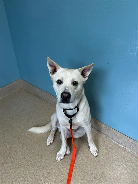An adult large-sized male Mixed Breed dog named Jonnie for adoption in Newton, NC