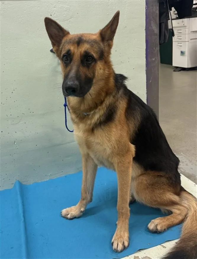 An adult large-sized male German Shepherd Dog dog named Murphy for adoption in Houston, TX