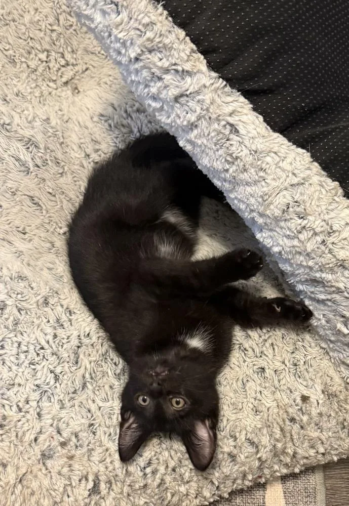 A baby small-sized male Black Domestic Short Hair cat named Tybalt for adoption in Ferndale, MI