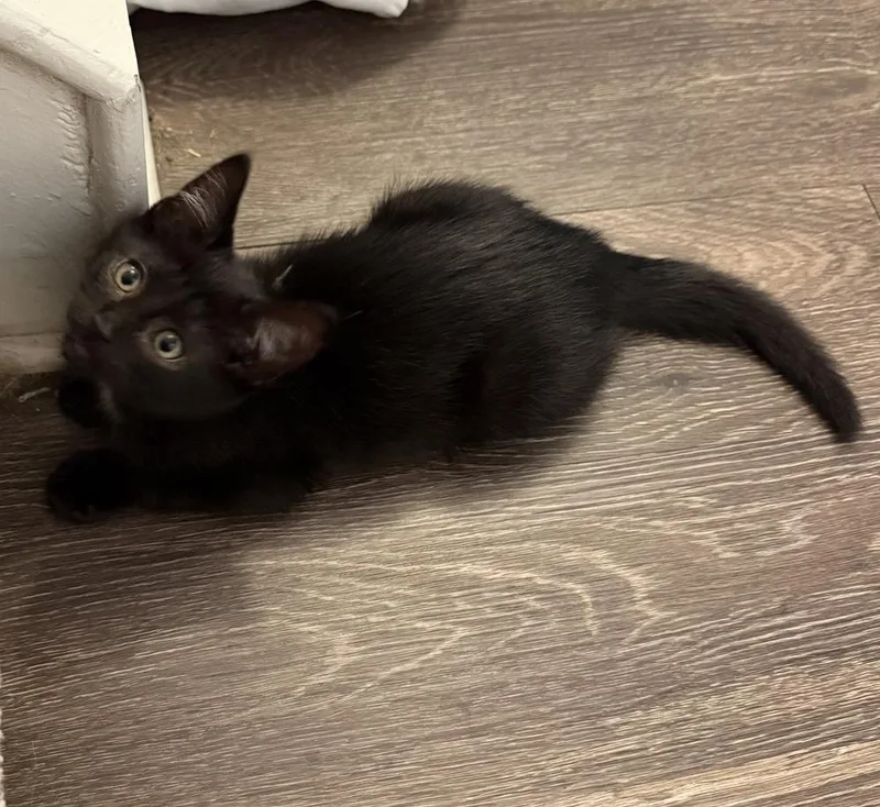 Tybalt thumbnail 2