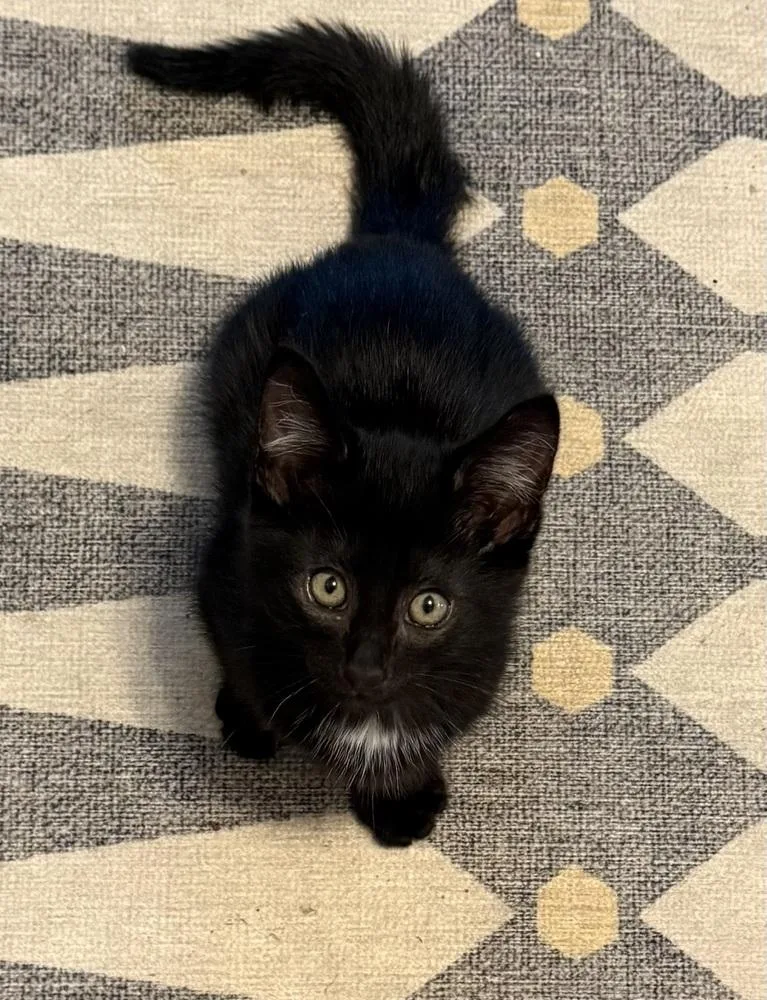 Tybalt thumbnail 3