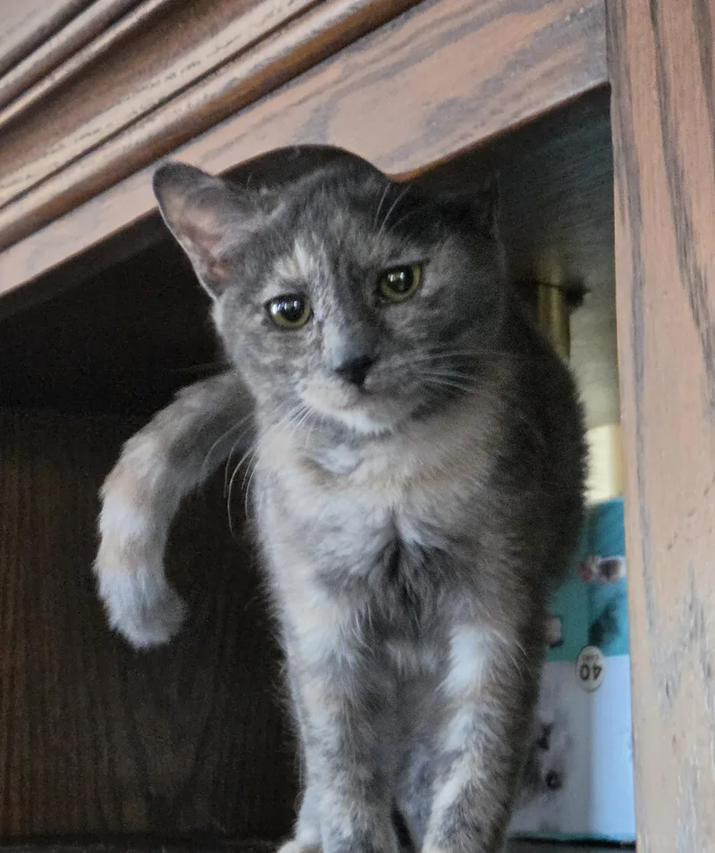 A young small-sized female Tortoiseshell cat named Mandy for adoption in RIVERSIDE, CA