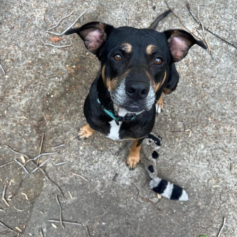 An adult medium-sized female Bernese Mountain Dog named Cabot for adoption in Cordova, TN