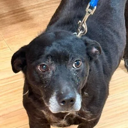A senior medium-sized female Black Labrador Retriever dog named Betty for adoption in North Charleston, SC