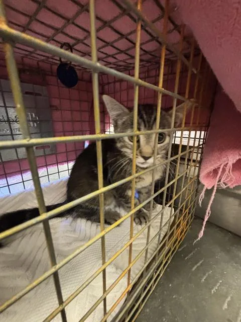 A baby small-sized female Domestic Short Hair cat named Silver for adoption in Santa Cruz, CA