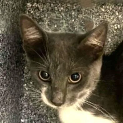 A baby medium-sized male Domestic Medium Hair cat named Enrique for adoption in Brenham, TX