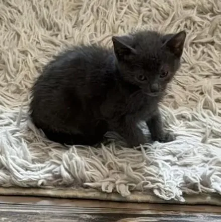 A baby medium-sized male Gray / Blue / Silver Domestic Short Hair cat named Bliss for adoption in Denver, NC