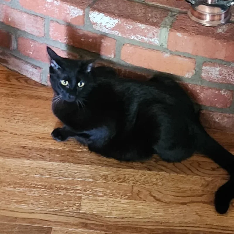 Wolf Moon thumbnail 2