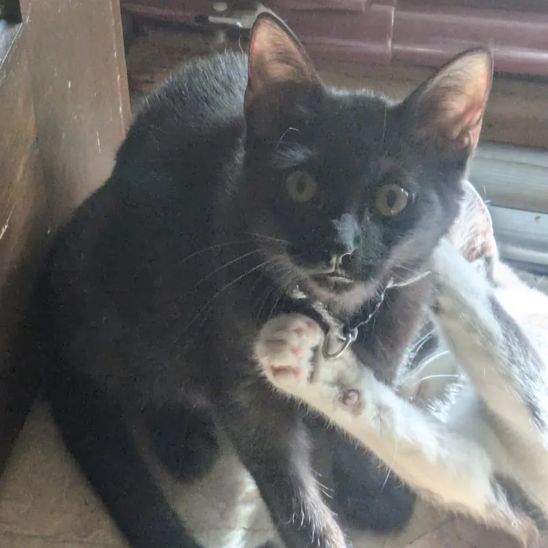 Wolf Moon thumbnail 3