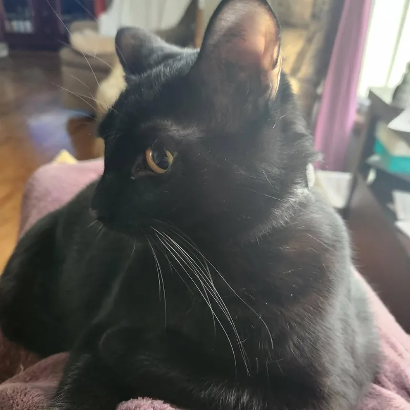 Wolf Moon thumbnail 5