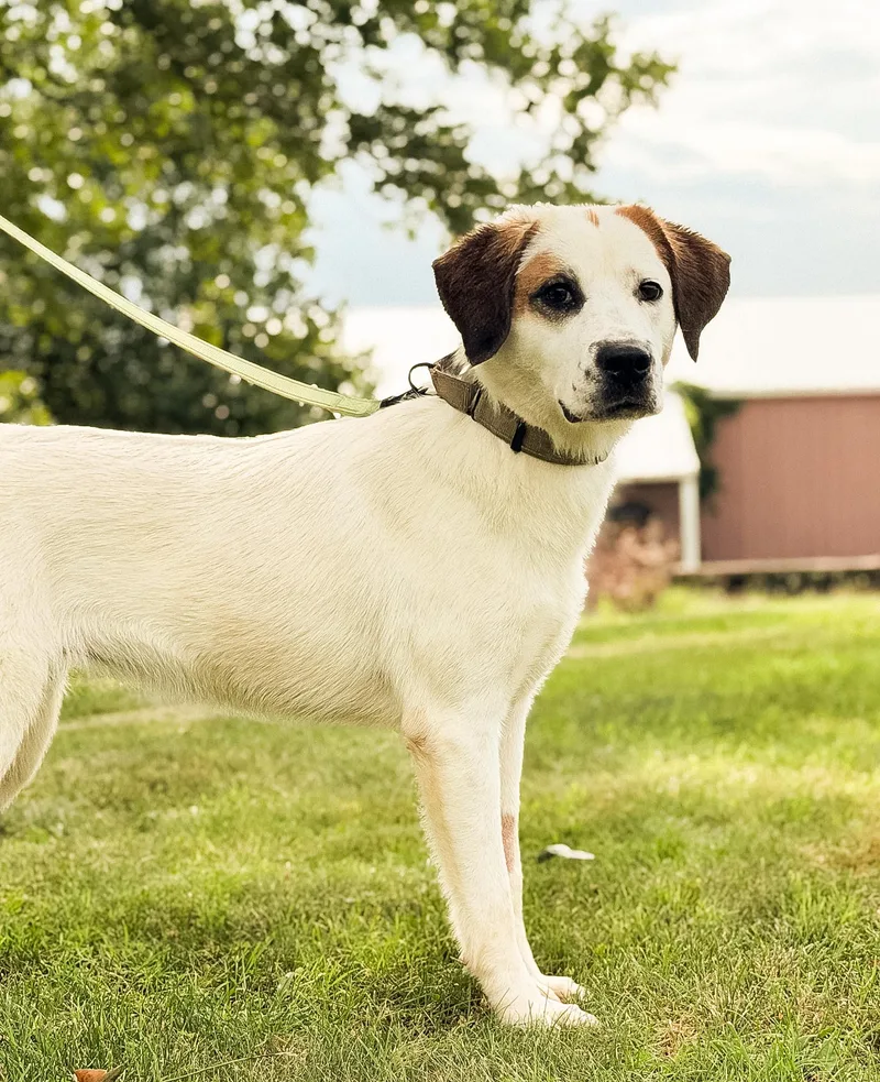 A young medium-sized female White / Cream Brittany Spaniel dog named Darcy for adoption in Gradyville, KY