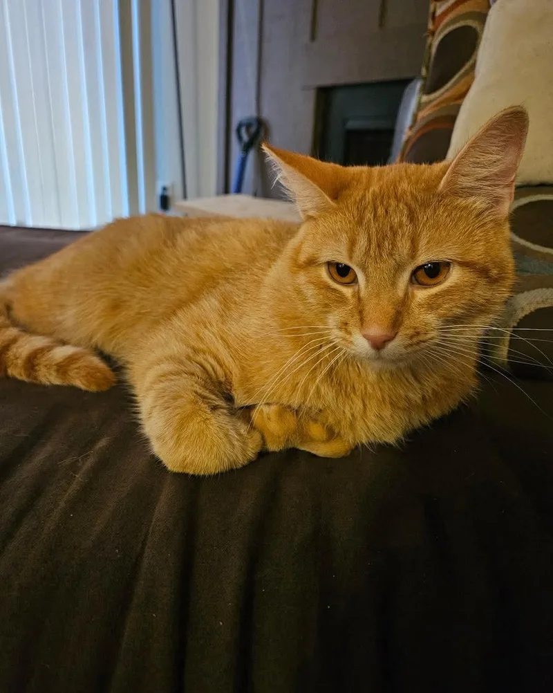 A young medium-sized male Tabby (Orange / Red) Domestic Short Hair cat named Simba for adoption in Owensboro, KY