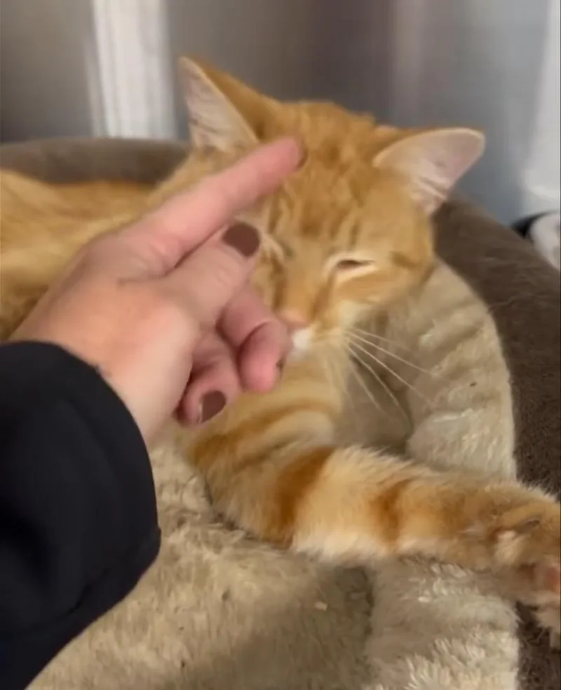 Simba thumbnail 2