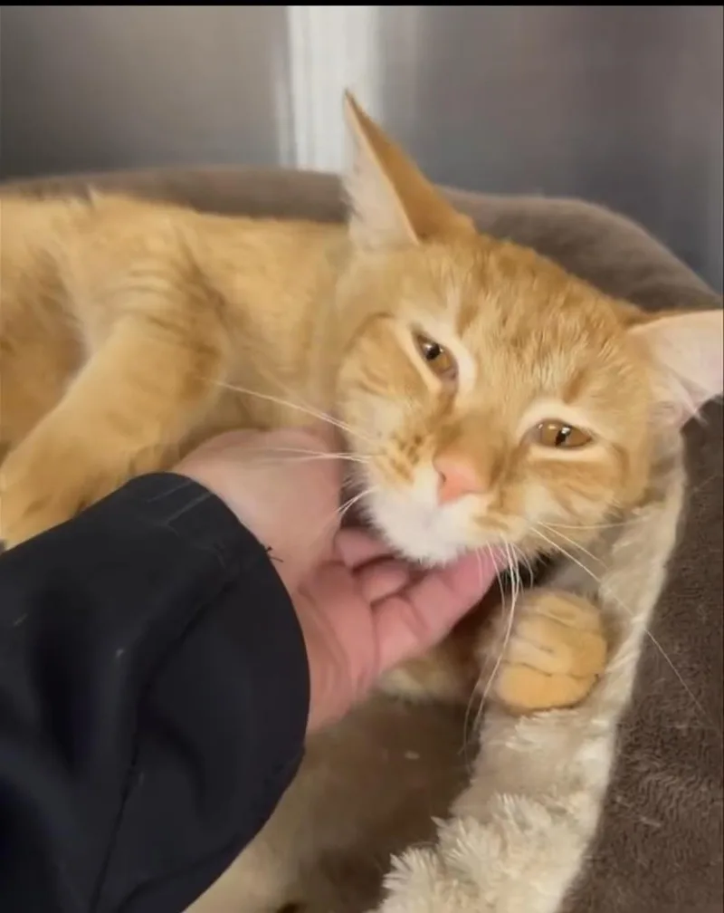 Simba thumbnail 3