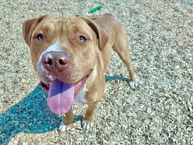 An adult large-sized male Pit Bull Terrier dog named Simba for adoption in Albuquerque, NM