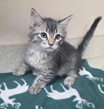 A young small-sized male Domestic Medium Hair cat named Berlioz for adoption in Phoenix, AZ