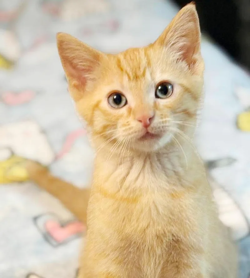 A baby small-sized male Tabby (Orange / Red) Tabby cat named Orbit is only the for adoption in Bedford Hills, NY