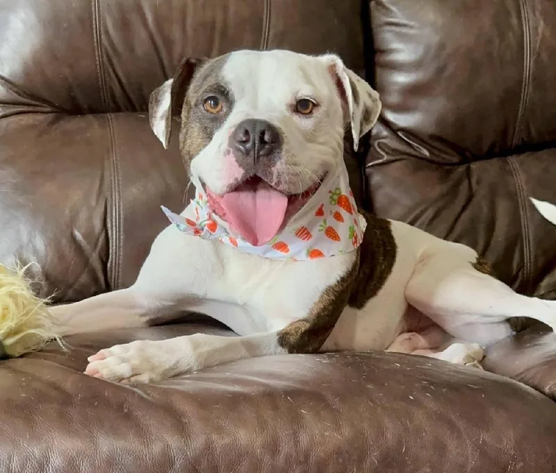 An adult large-sized male Pit Bull Terrier dog named Shabu for adoption in Tracy, CA