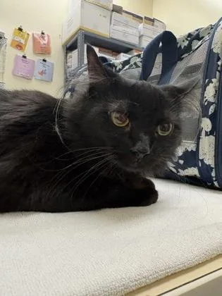 An adult medium-sized female Smoke Domestic Short Hair cat named Aggie for adoption in Charleston, SC