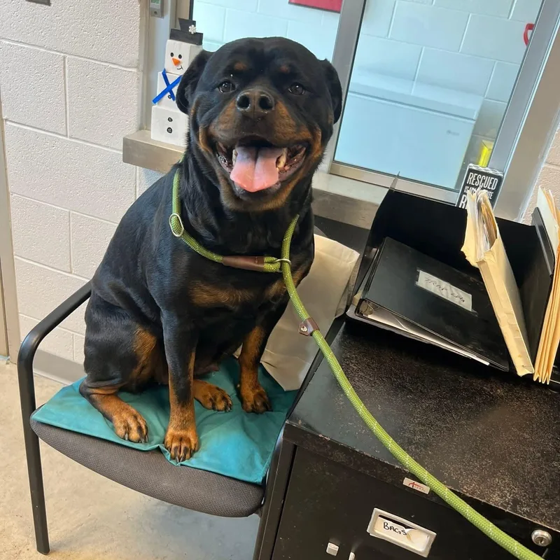 A young large-sized female Rottweiler dog named Thea for adoption in Minooka, IL