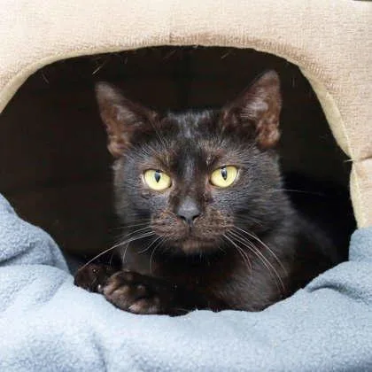 An adult small-sized female Black Domestic Short Hair cat named Minty for adoption in Atlanta, GA