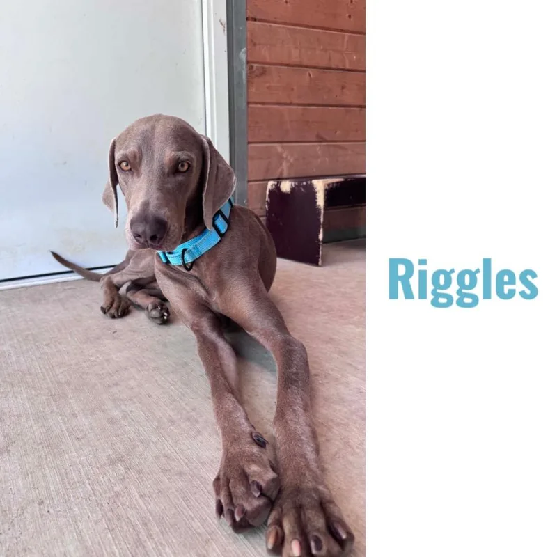 An adult large-sized male Weimaraner dog named Riggles for adoption in Fayetteville, AR