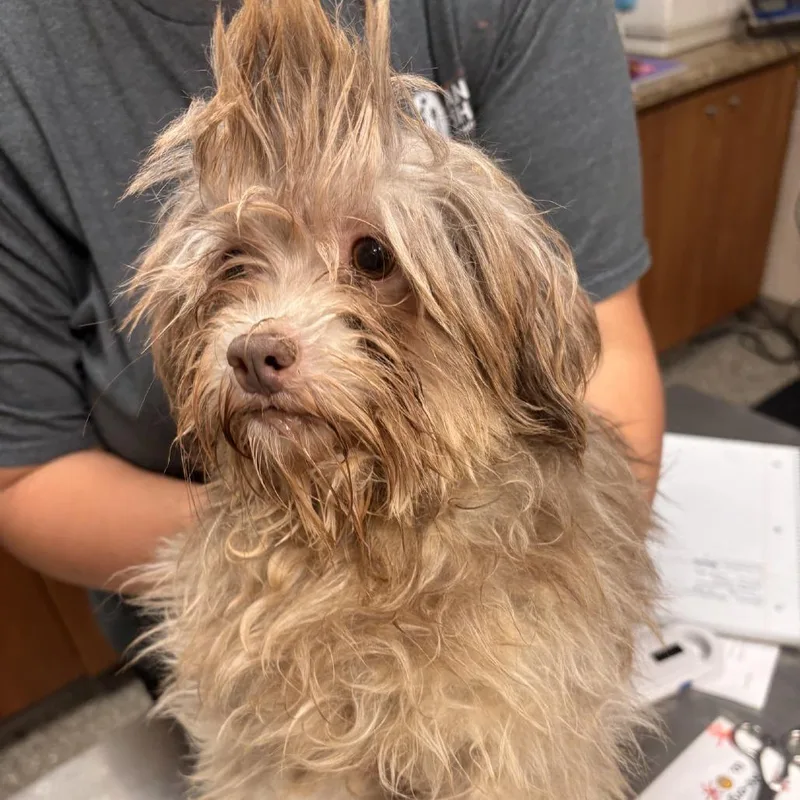 An adult small-sized female Brown / Chocolate Havanese dog named TSwizzle for adoption in Norfolk, NE