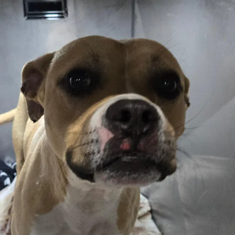 An adult medium-sized female Apricot / Beige Pit Bull Terrier dog named Shae for adoption in Philadelphia, PA