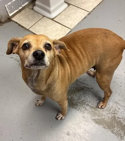 A senior medium-sized female White / Cream Beagle dog named Morgan for adoption in Lafayette, IN