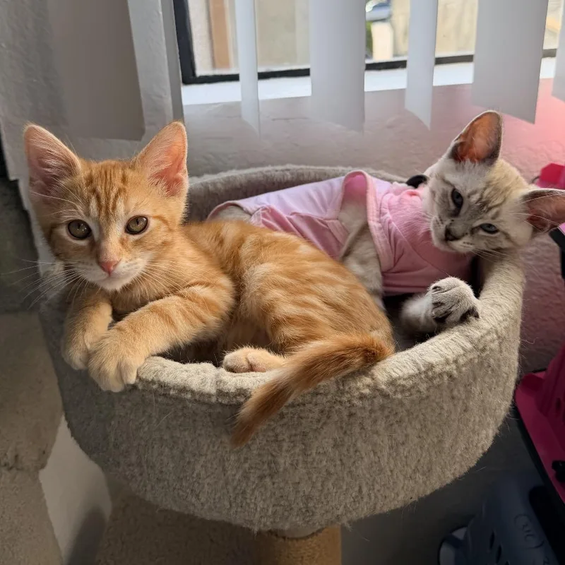A baby small-sized male Orange / Red Domestic Short Hair cat named Bean for adoption in Los Angeles, CA
