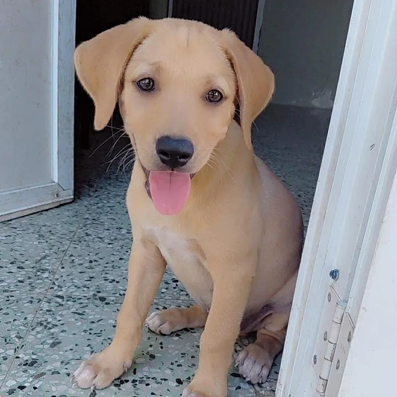 A baby large-sized male White / Cream Labrador Retriever dog named Mauro for adoption in Yaphank, NY