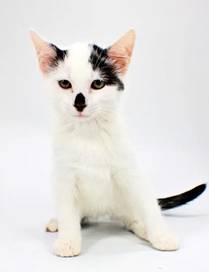 A baby small-sized male Domestic Short Hair cat named George for adoption in Morton Grove, IL