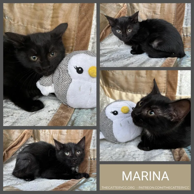 A baby small-sized female Domestic Short Hair cat named Marina for adoption in Corpus Christi, TX