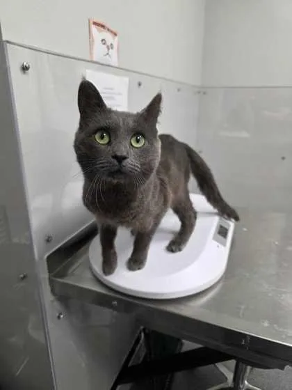 An adult medium-sized male Domestic Short Hair cat named Nikolai for adoption in Sevierville, TN