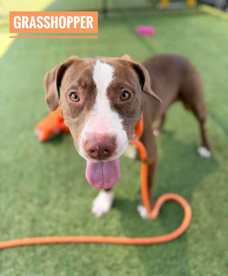 An adult medium-sized male Brown / Chocolate Mixed Breed dog named Grasshopper for adoption in Flint, MI