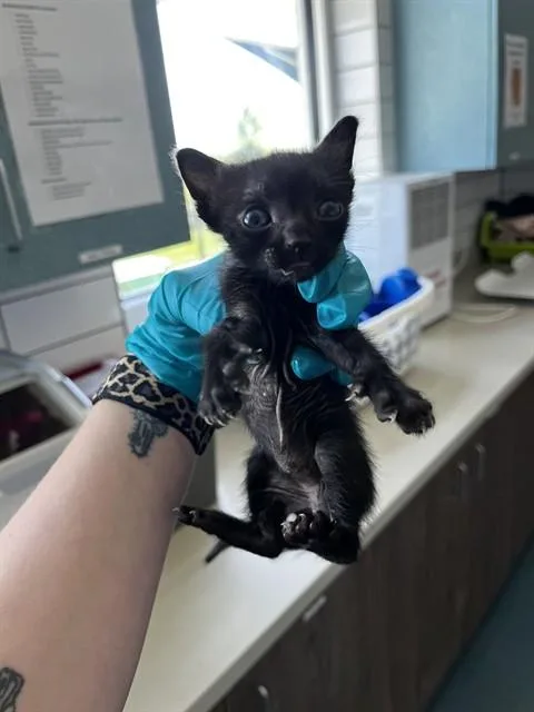 A baby small-sized male Domestic Short Hair cat named Bob for adoption in Pearland, TX