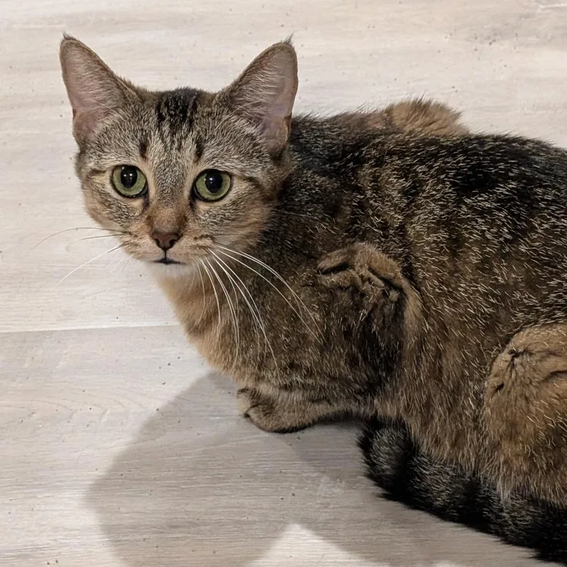 A young small-sized female Brown / Chocolate Domestic Short Hair cat named Merge for adoption in Roselle, IL