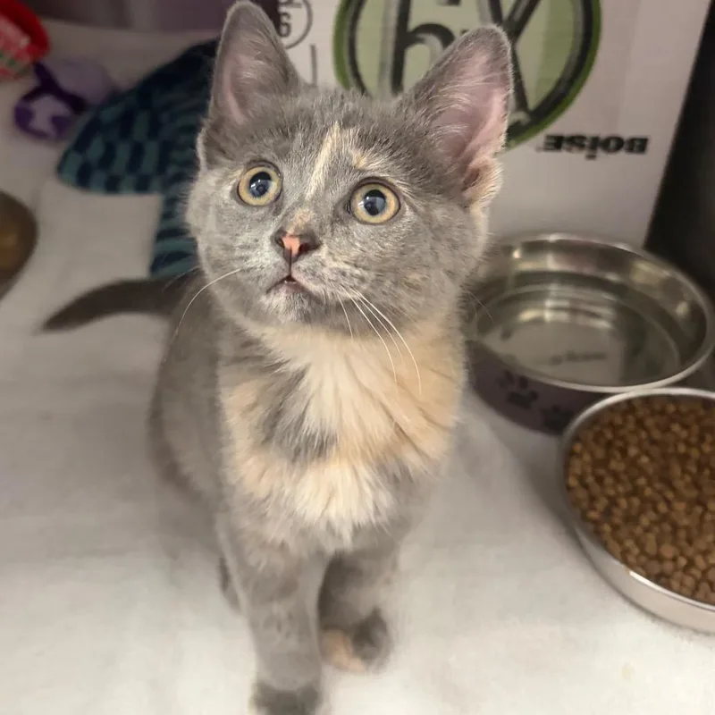 A baby small-sized female Tortoiseshell Domestic Short Hair cat named Magnetic Flux for adoption in West Olive, MI