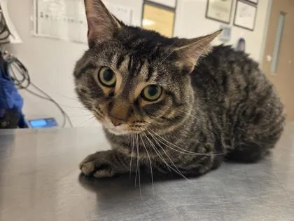 An adult small-sized male Domestic Short Hair cat named Huey for adoption in South Bend, IN