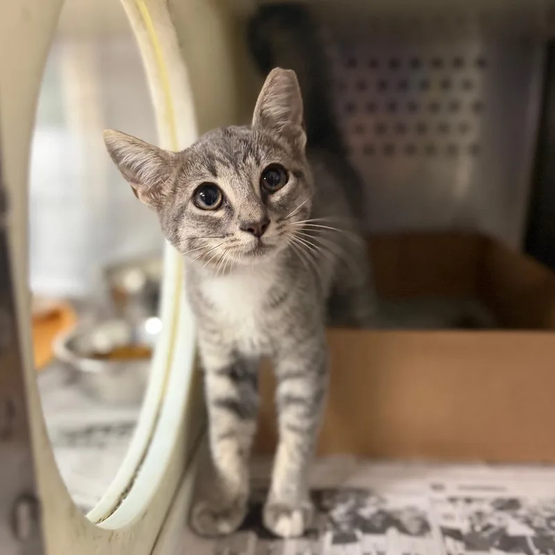 A baby small-sized female Gray / Blue / Silver Domestic Short Hair cat named Minnow for adoption in Starkville, MS