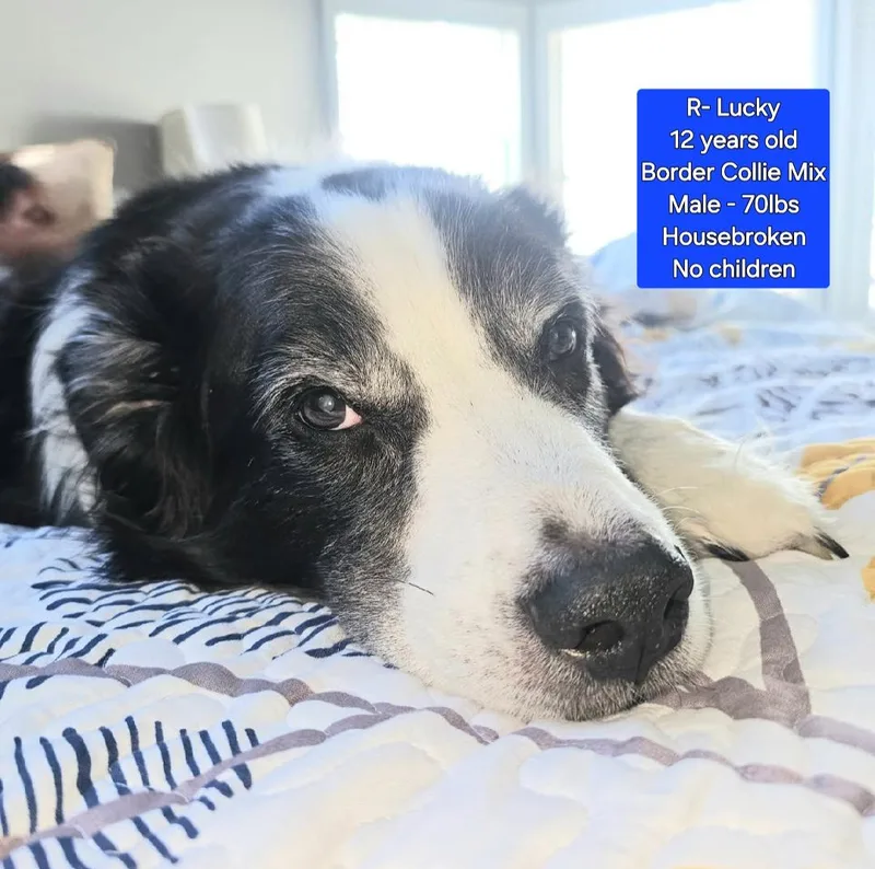 R  Lucky thumbnail 2