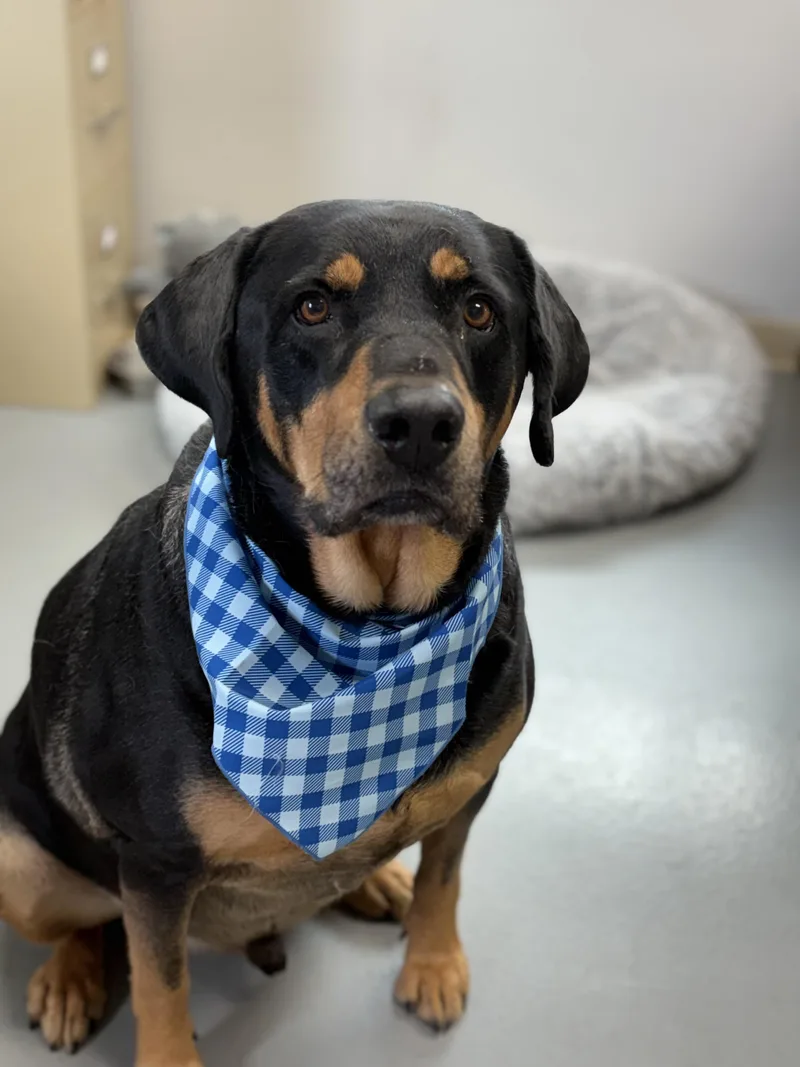 Barkley
