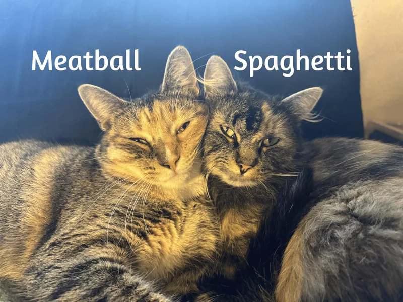 Spagetti & Meatball  thumbnail 2