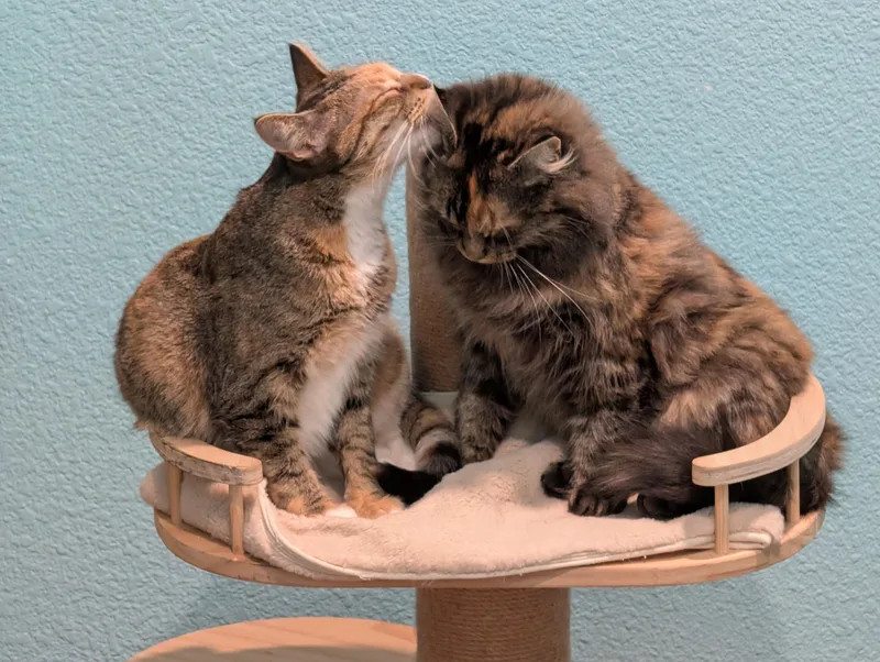 Spagetti & Meatball  thumbnail 3