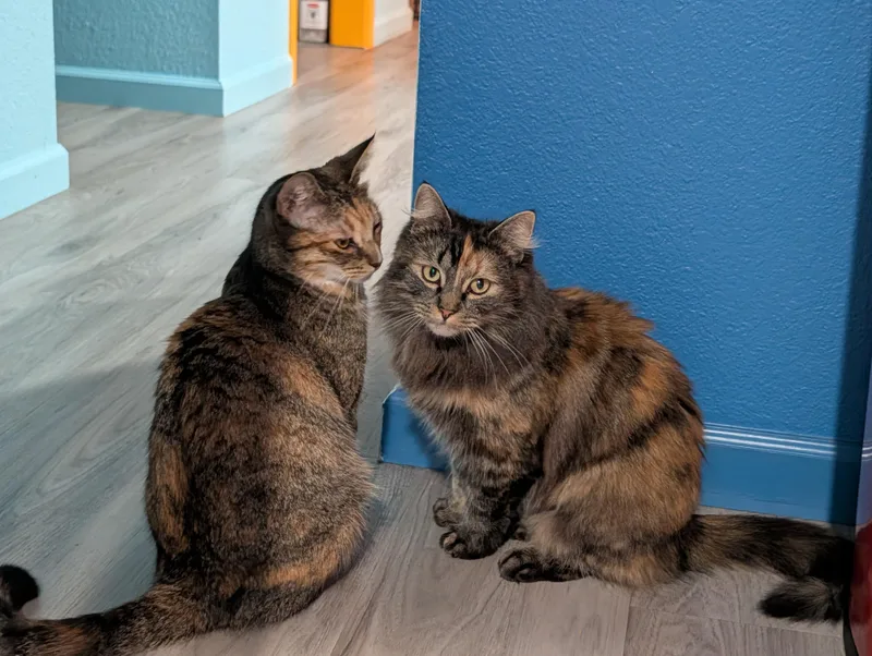 Spagetti & Meatball  thumbnail 4