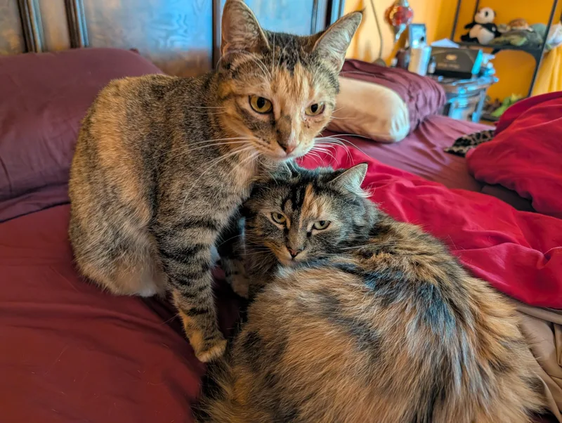 Spagetti & Meatball  thumbnail 5